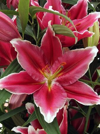 Купить оптом в Ботанике Лилия Метрополитен 10 шт