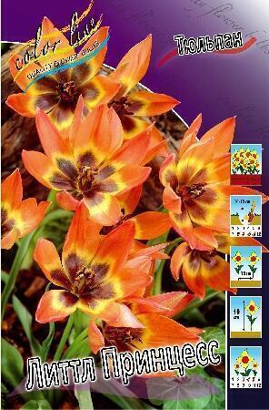 Купить оптом в Ботанике Тюльпан Литтл Принцесс 10 шт