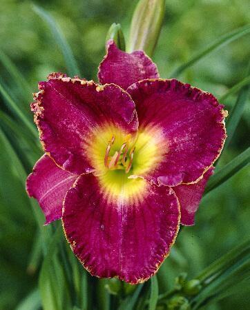 Купить оптом в Ботанике Лилейник Мэджик Обсешн 1 шт