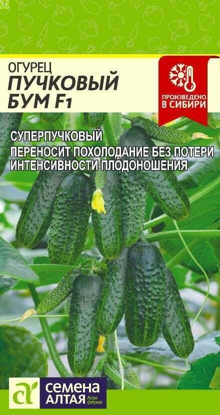 Купить оптом в Ботанике семена Огурец Пучковый Бум F1 СА бренд Семена Алтая