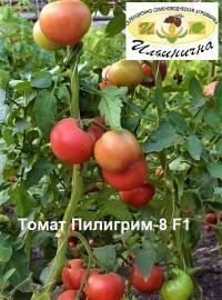 Семена Томат Пилигрим-8 F1 