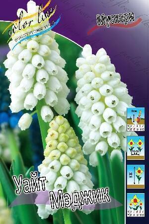 Купить оптом в Ботанике Мускари Уайт Мэджик 10 шт