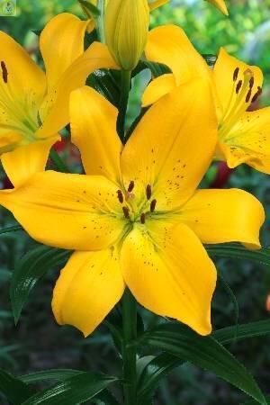 Купить оптом в Ботанике Лилия Парамилло 10 шт