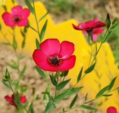 Купить оптом в Ботанике семена Лен Пламя крупноцветковый ЗС бренд Золотая сотка