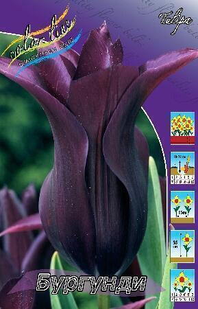 Купить оптом в Ботанике Тюльпан Бургунди 10 шт