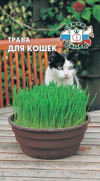 Купить оптом в Ботанике семена Трава для кошек Сед бренд СеДеК