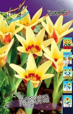 Купить оптом в Ботанике Тюльпан Корона 10 шт