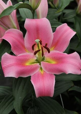 Купить оптом в Ботанике Лилия Диаманте 7 шт