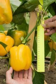 Семена Перца Тавиньяно F1