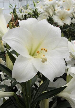 Купить оптом в Ботанике Лилия Глобал Арена 7 шт