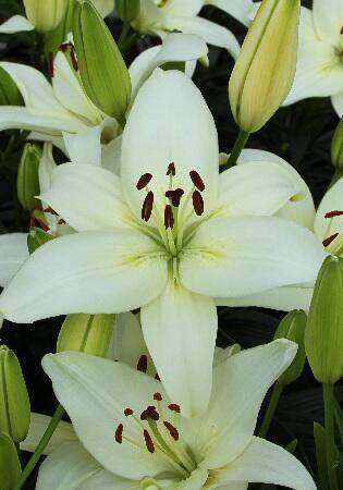 Купить оптом в Ботанике Лилия Нова Джой 7 шт