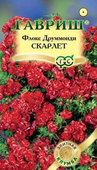 Купить оптом в Ботанике семена Флокс Скарлет друммонда Гав бренд Гавриш