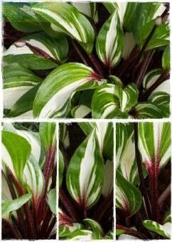 Купить оптом в Ботанике Хоста Рэспберри Сандае 1 шт