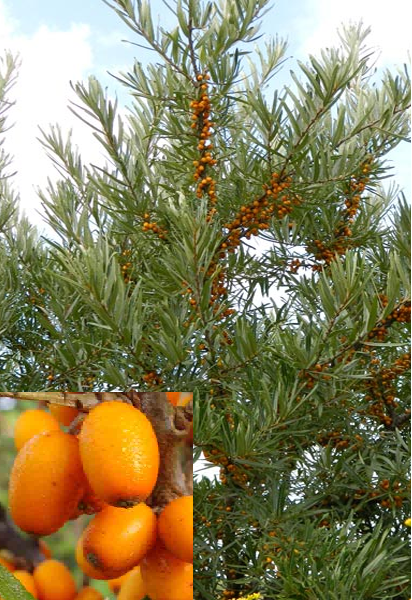 Купить оптом в Ботанике Облепиха крушиновидная Полмикс