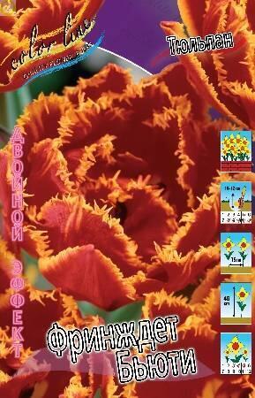 Купить оптом в Ботанике Тюльпан Фринджет Бьюти 8 шт