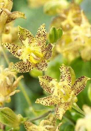 Купить оптом в Ботанике Трициртис Голден Фестиваль 1 шт