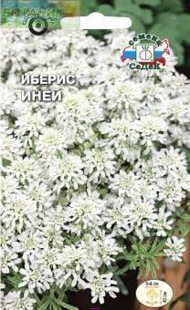 Купить оптом в Ботанике семена Иберис Иней зонтичный Сед бренд СеДеК