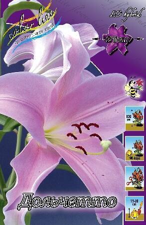 Купить оптом в Ботанике Лилия Дольчетто 7 шт