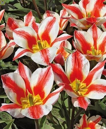 Купить оптом в Ботанике Тюльпан Коорс 10 шт