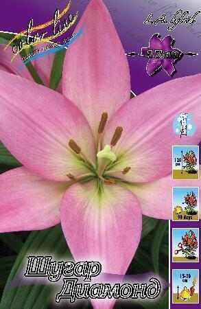 Купить оптом в Ботанике Лилия Шугар Диамонд 10 шт