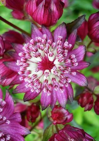 Купить оптом в Ботанике Астранция Эбби Роуд 25 шт