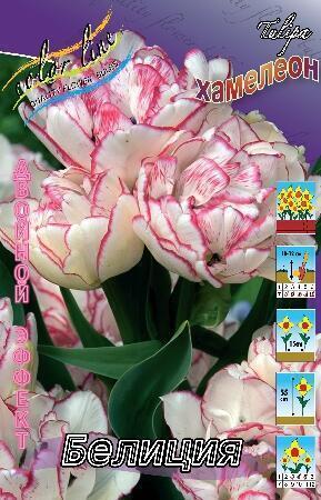 Купить оптом в Ботанике Тюльпан Белиция 7 шт