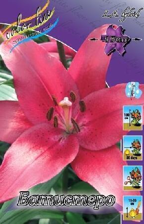 Купить оптом в Ботанике Лилия Батистеро 10 шт