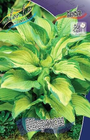 Купить оптом в Ботанике Хоста Шармон 2 шт