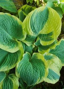 Купить оптом в Ботанике Хоста Парадиз Експектейшнс 1 шт