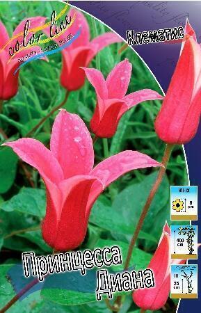 Купить оптом в Ботанике Клематис Принцесса Диана 2 шт