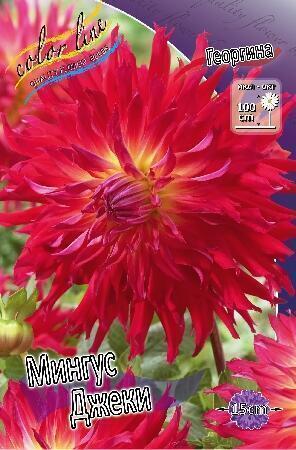 Купить оптом в Ботанике Георгина Мингус Джеки 1 шт бахромчатые