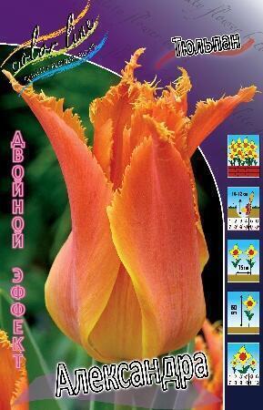 Купить оптом в Ботанике Тюльпан Александра 7 шт 11/12