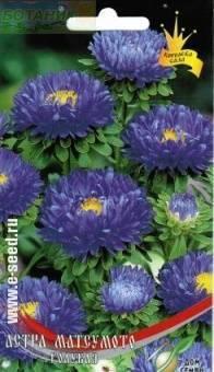 Купить оптом в Ботанике семена Астра Матсумото голубая ССО бренд Сортсемовощ