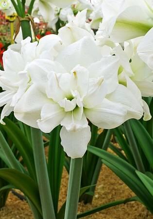 Купить оптом в Ботанике Амариллис Акико 1 шт