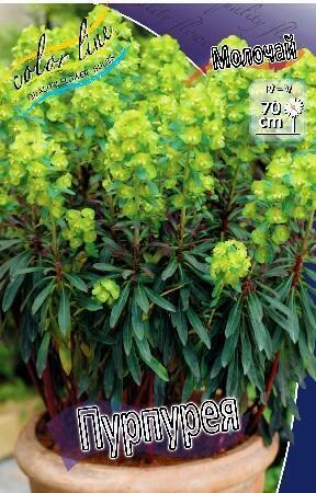 Купить оптом в Ботанике Молочай Пурпуреа 1 шт