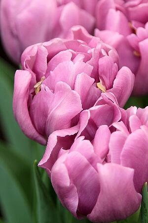 Купить оптом в Ботанике Тюльпан Кикстарт 10 шт