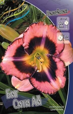 Купить оптом в Ботанике Лилейник Биг Сити Ай 25шт