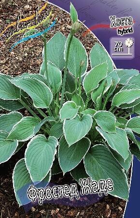 Купить оптом в Ботанике Хоста Фростед Жаде 2 шт