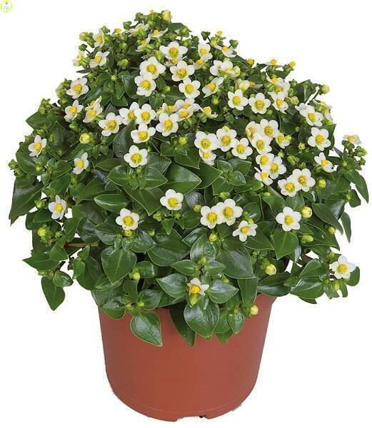 Купить оптом в Ботанике семена Экзакум Принцесс Вайт ССО бренд Сортсемовощ