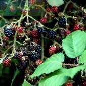 Купить оптом в Ботанике Ежевика кустистая Гималайя Р9