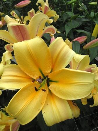 Купить оптом в Ботанике Лилия Орания 5 шт