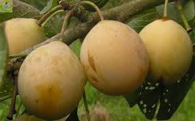 Купить оптом в Ботанике Слива Очаковская желтая