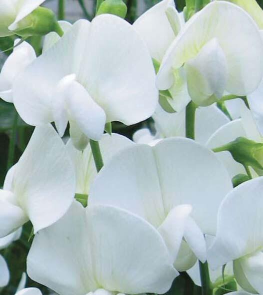 Купить оптом в Ботанике семена Горошек чина Белая жемчужина широколистная Акв бренд Акварель