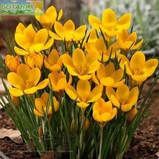 Купить оптом в Ботанике Крокус Дороти 10 шт