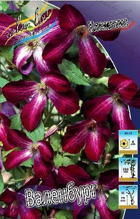 Купить оптом в Ботанике Клематис Валенбург 2 шт