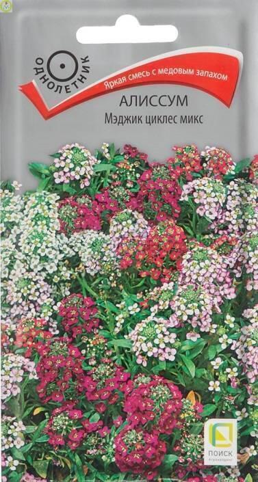 Купить оптом в Ботанике семена Алиссум Мэджик циклес микс Поиск бренд Поиск