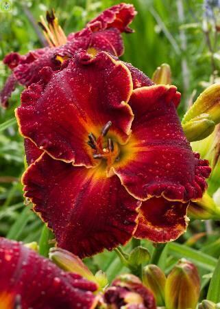 Купить оптом в Ботанике Лилейник Ноути Рэд 25шт