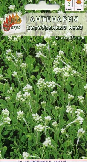 Купить оптом в Ботанике семена Антеннария Серебрянный иней Аэл бренд Аэлита