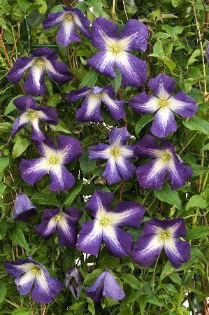 Купить оптом в Ботанике Клематис Литл Бас 2 шт