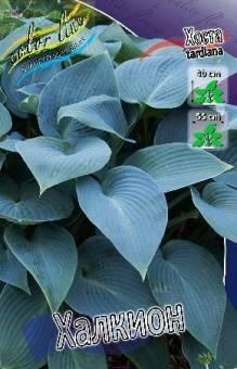 Купить оптом в Ботанике Хоста Халкион 2 шт
